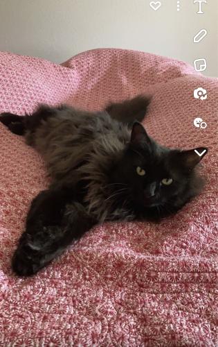 Lost Female Cat last seen Near grand valley movie theater in Kimberly/Appleton East.  , Appleton, WI 54915