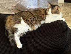 Lost Female Cat last seen Laurel Oaks and Briarcliff Road, Fort Myers, FL 33901