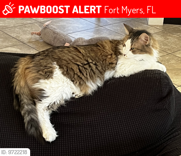 Lost Female Cat last seen Laurel Oaks and Briarcliff Road, Fort Myers, FL 33901