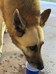 Reunited Female Dog last seen Near peighton dr cleburne tx 76033, Cleburne, TX 76033