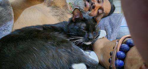 Lost Male Cat last seen Marriott Hotel parking lot next to construction site, Bethesda, MD 20814