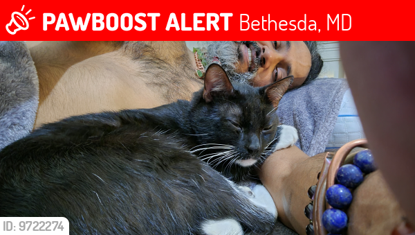 Lost Male Cat last seen Marriott Hotel parking lot next to construction site, Bethesda, MD 20814