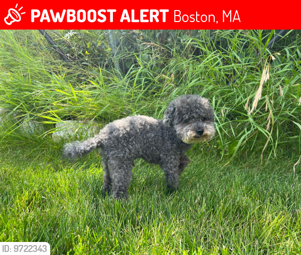 Lost Male Dog last seen Soccer field next to Continuum apmt building and Trader Joe's, Boston, MA 02134