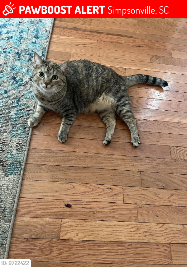 Simpsonville, SC Lost Female Cat, Callie Is Missing PawBoost