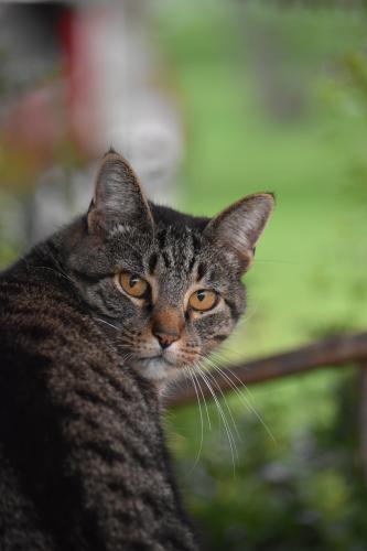 Lost Male Cat last seen South Pifer rd. Star Tannery VA, Frederick County, VA 22654