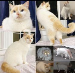 Reunited Female Cat last seen Moraga St & 46th Ave, San Francisco, CA 94122, USA, San Francisco, CA 94122