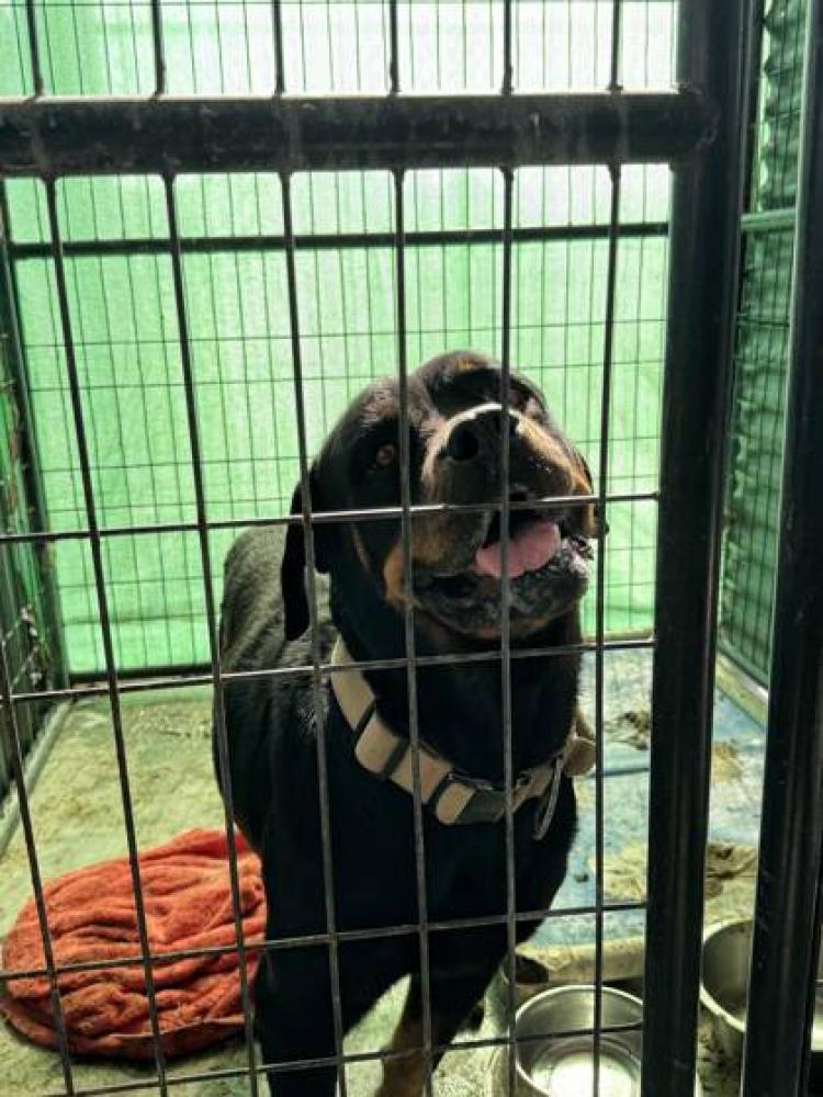 Shelter Stray Female Dog last seen Near VERMILLION DR, 70819, LA, Baton Rouge, LA 70820