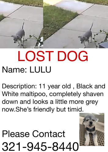 Lost Female Dog last seen Captiva , Tamarac, FL 33321