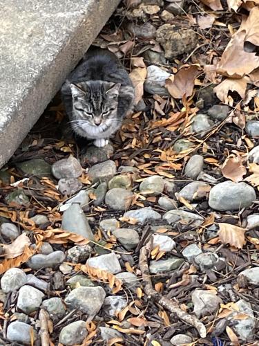 Found/Stray Unknown Cat last seen Reynolds Prospect, Alexandria, VA 22304