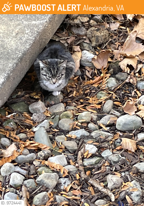 Found/Stray Unknown Cat last seen Reynolds Prospect, Alexandria, VA 22304