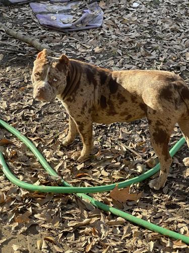 Lost Female Dog last seen Orange mound , Memphis, TN 38111