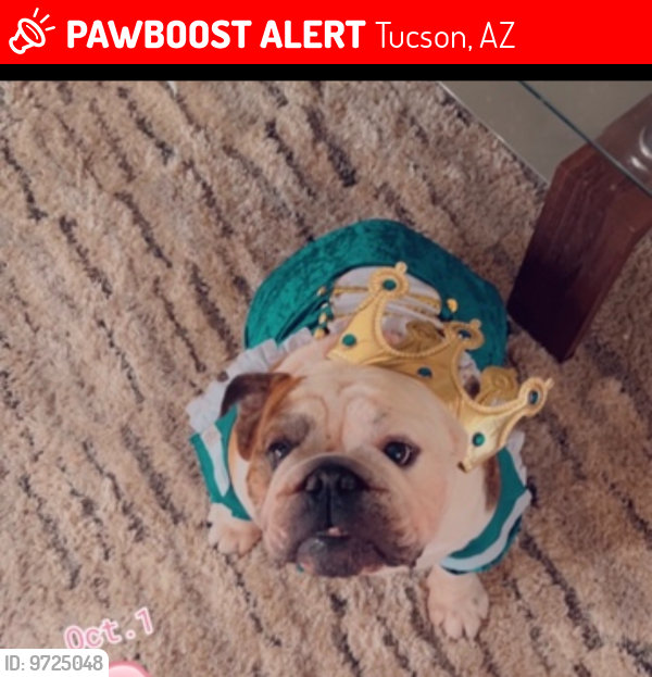 Lost Male Dog last seen Broadway and Camino seco, Tucson, AZ 85710