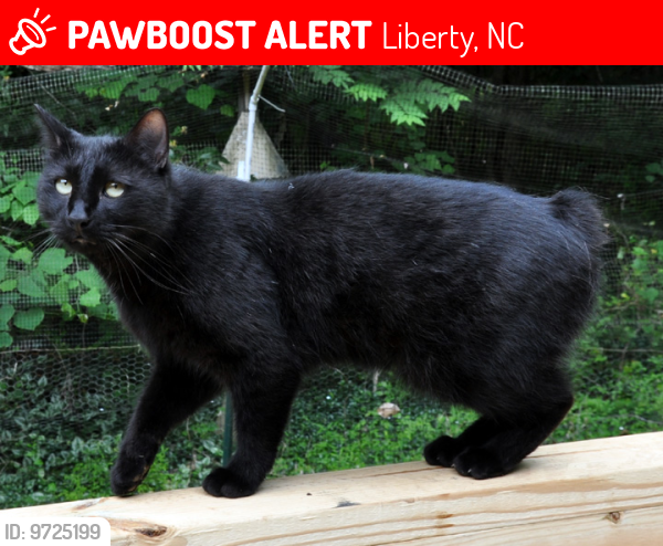 Lost Male Cat last seen Virginia Trail, Liberty, NC, Liberty, NC 27298