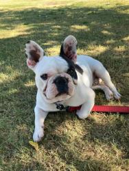 Reunited Male Dog last seen Near S 41st Cir, Phoenix, AZ 85042, USA, Phoenix, AZ 85042