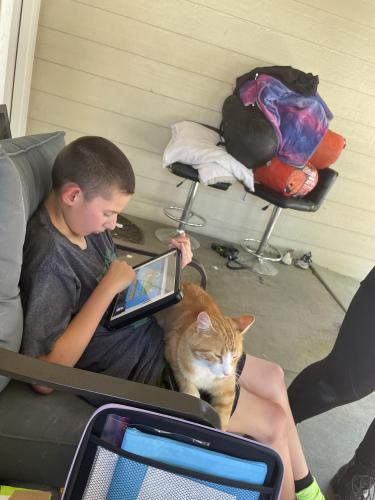Lost Male Cat last seen Spring and Green Bay, Mount Pleasant, WI 53406