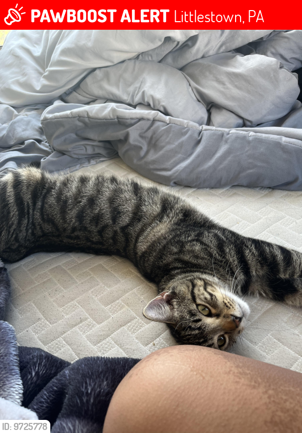 Lost Male Cat last seen bittle road , Littlestown, PA 17340