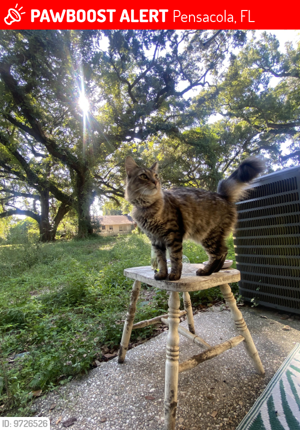 Pensacola, FL Lost Female Cat, Gravy Is Missing PawBoost