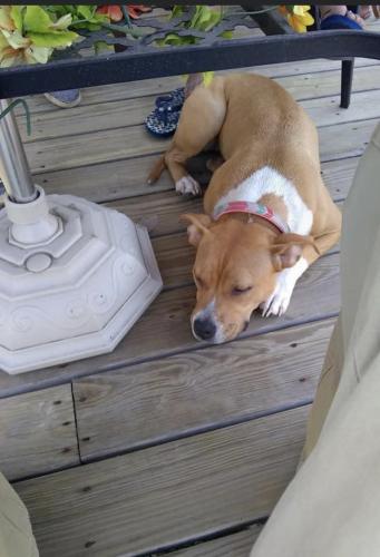 Lost Female Dog last seen 154th Greenwood/cottage grove, South Holland, IL 60473
