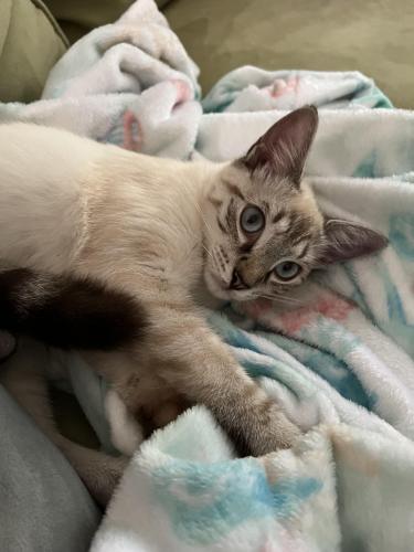 Lost Female Cat last seen quail creek neighborhood off 19th and 39th ave , Gainesville, FL 32605
