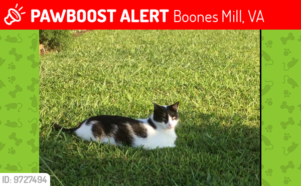Lost Female Cat last seen Near Winter Dr in Boones Mill - Shannon Forrest Subdivision, Boones Mill, VA 24065