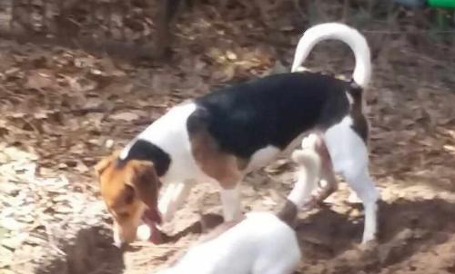 Lost Female Dog last seen Near nw Saturn Lane lake city, Lake City, FL 32055