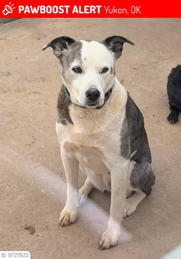 Yukon, OK Lost Female Dog, Lily Is Missing PawBoost