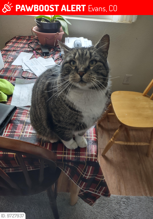 Lost Male Cat last seen 38th St and Salida Ct, Evans, CO 80620