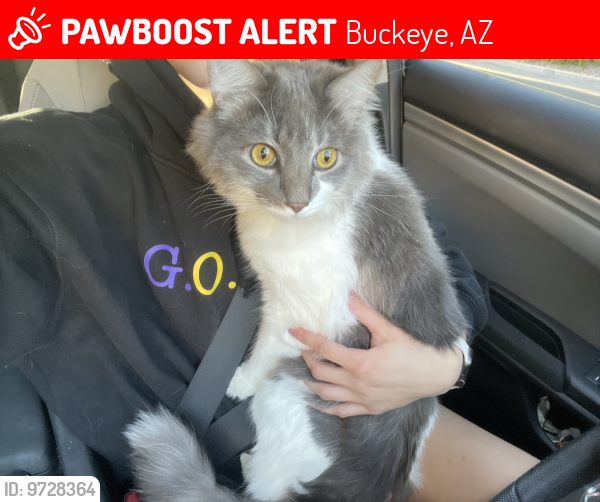 Lost Male Cat last seen N founder circle, n park street, Buckeye, AZ 85396