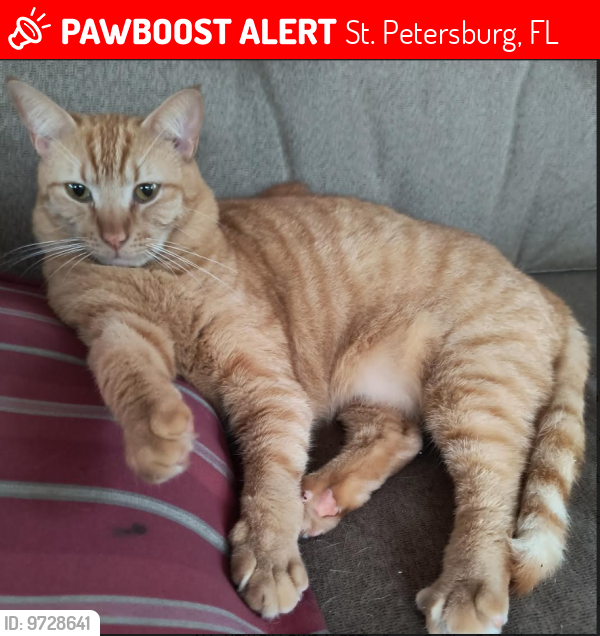 Lost Female Cat last seen 51st street and 33rd Ave N, St. Petersburg, FL 33710
