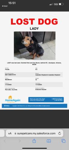Lost Female Dog last seen Estrella Parkway and Van Buren St. , Goodyear, AZ 85338