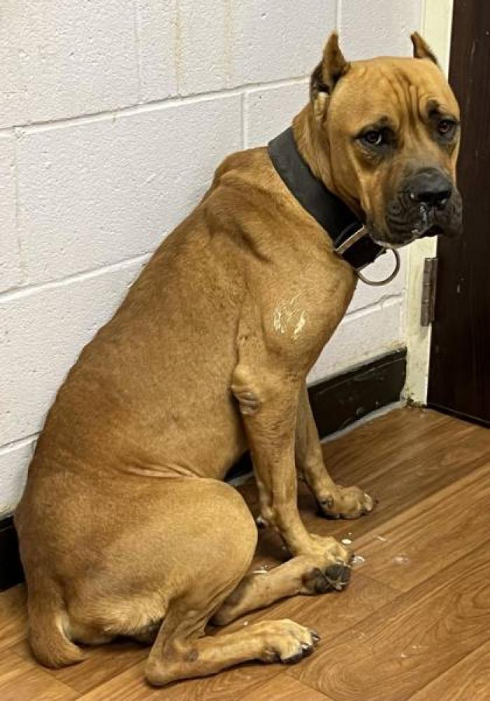 Shelter Stray Male Dog last seen Near MAIN, 70802, LA, Baton Rouge, LA 70820