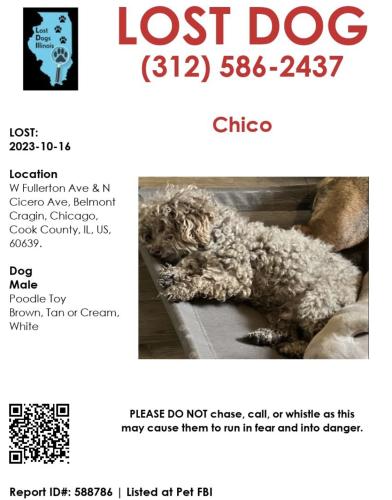 Lost Male Dog last seen Kilpatrick & Palmer , Chicago, IL 60639