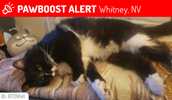 Lost Female Cat last seen Tropicana/Hacienda & Nellis, Whitney, NV 89122