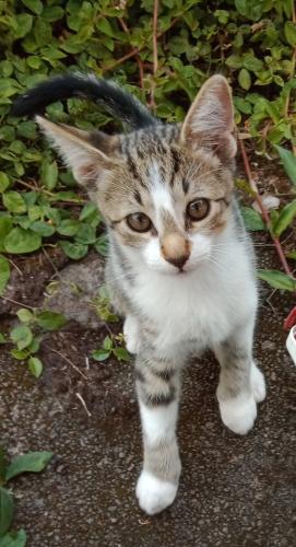 Lost Male Cat last seen Vanda Drive and Ainaloa Drive, Pāhoa, HI 96778