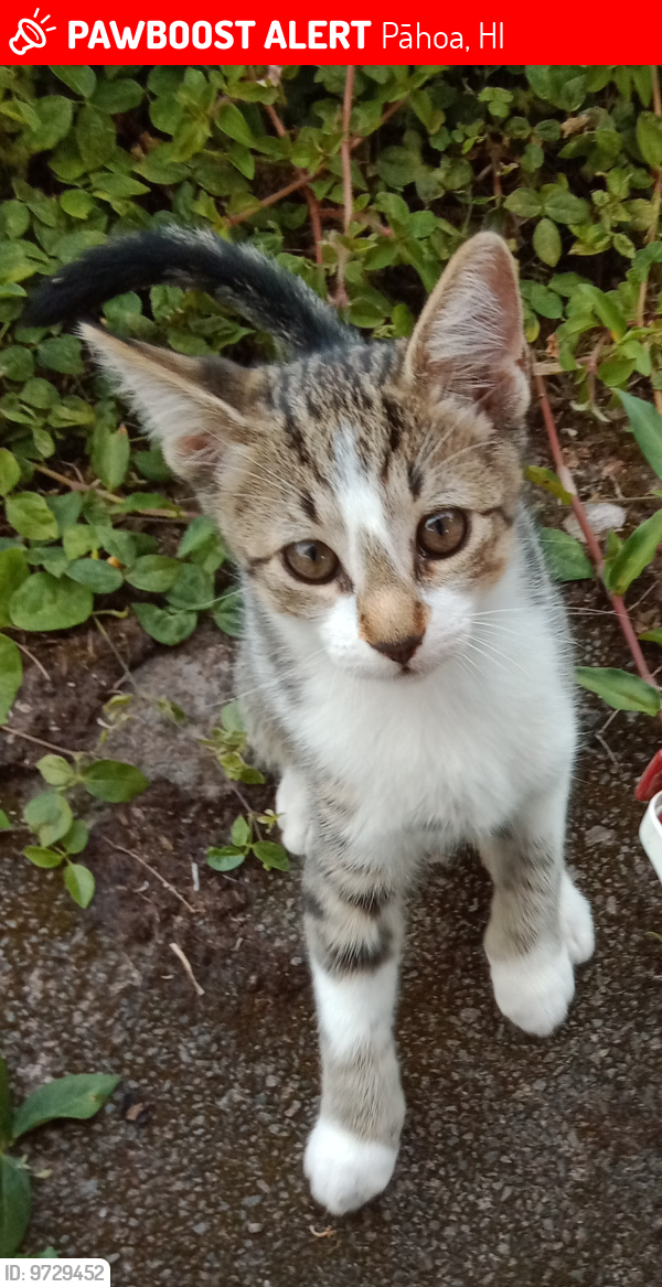 Lost Male Cat last seen Vanda Drive and Ainaloa Drive, Pāhoa, HI 96778