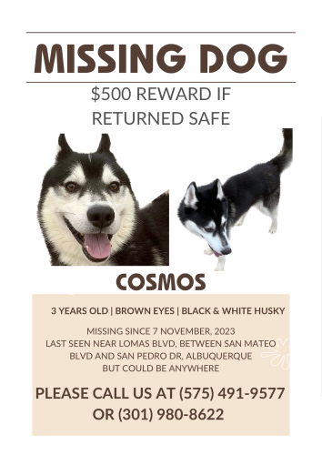 Lost Male Dog last seen Between San Mateo and San Pedro, Albuquerque, NM 87108