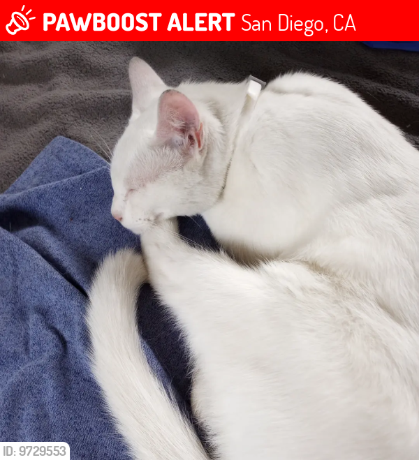 Lost Male Cat last seen Friars Rd by the fire hse , San Diego, CA 92108