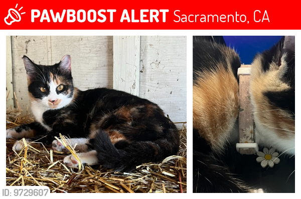 Lost Female Cat last seen Near Dierks Rd, Sacramento, Ca 95830, Sacramento, CA 95830