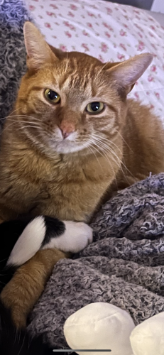 Lost Male Cat last seen Griffith, IN , Griffith, IN 46319