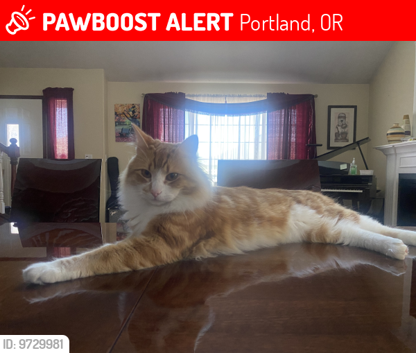 Lost Male Cat last seen NE 165th and Sandy Blvd., Portland, OR 97230