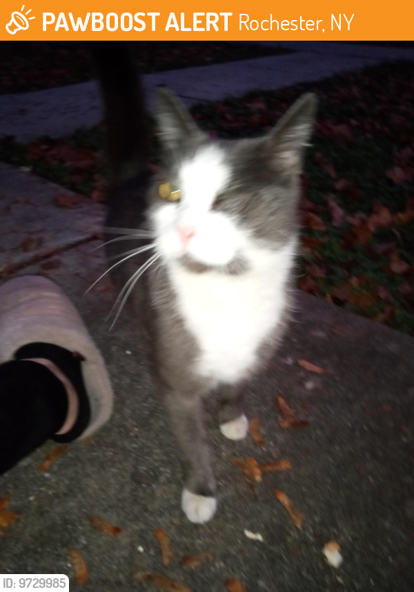 Rochester, NY Stray Male Cat Found Near Ramona Street | PawBoost