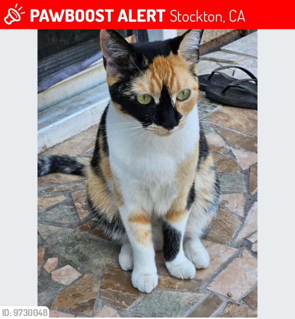 Lost Female Cat last seen West and Hammer, Stockton, CA 95210