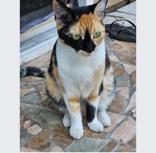 Lost Female Cat last seen West and Hammer, Stockton, CA 95210