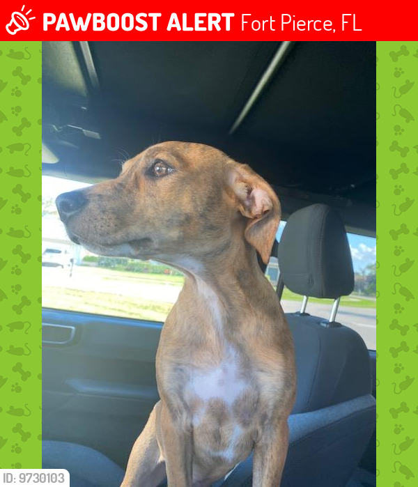 Fort Pierce, FL Lost Female Dog, Dixie Is Missing PawBoost