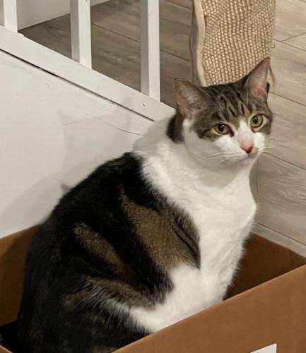Lost Female Cat last seen Near NW 125th Ave, Coral Springs, FL 33076