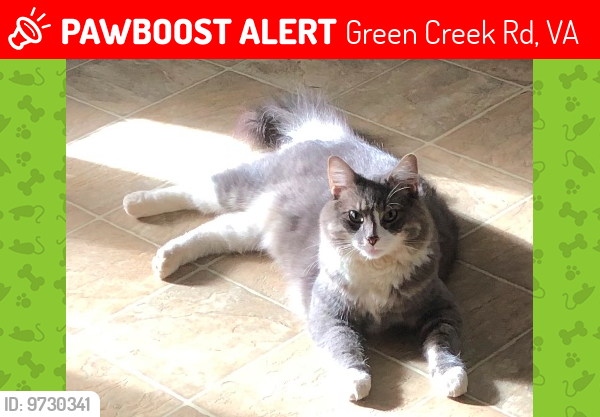 Lost Male Cat last seen Green Creek Road X Bungletown Road, Green Creek Rd, VA 22969