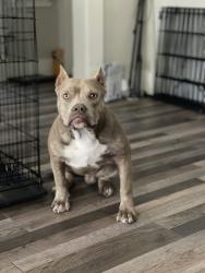 Lost Male Dog last seen Southern, highland, semmes, park, Memphis, TN 38111