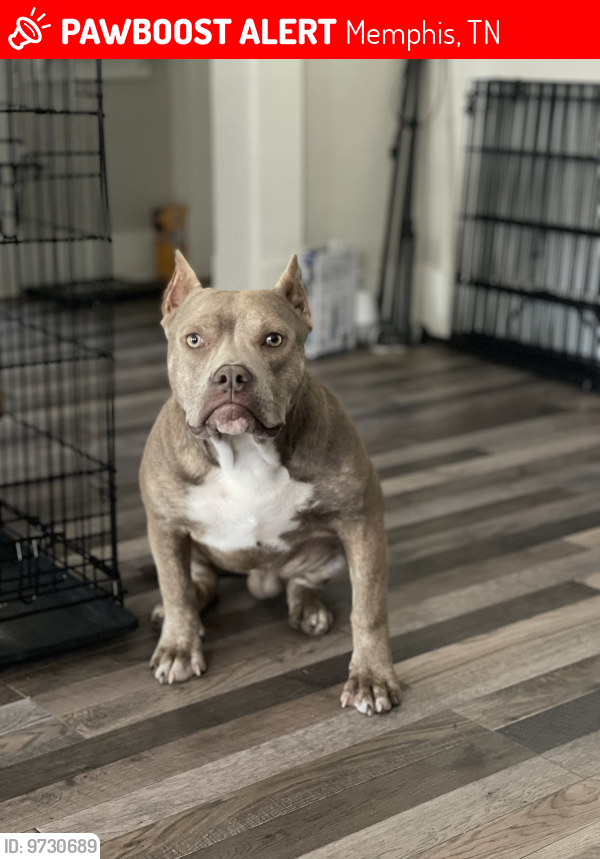 Lost Male Dog last seen Southern, highland, semmes, park, Memphis, TN 38111