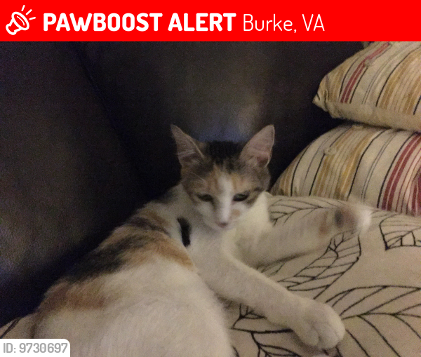 Lost Female Cat last seen Coffer Woods rd,Wards GroveCir,New England Woods, Burke, VA 22015