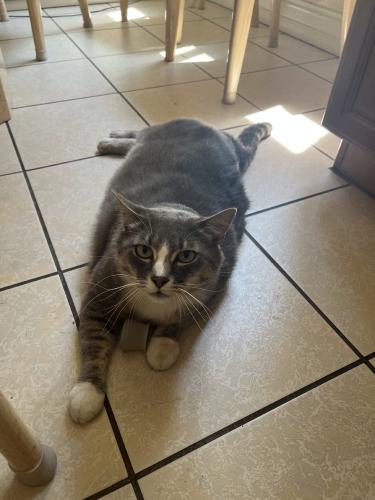Lost Male Cat last seen Emerson and Chandler, Monterey Park, CA 91754
